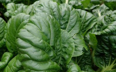 The Harvesting & Making of Tatsoi Chips