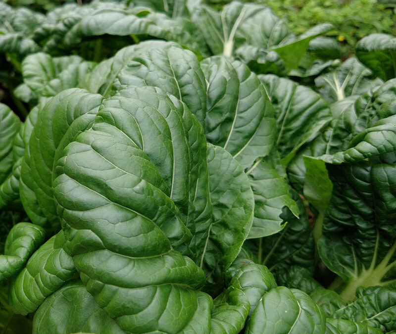 The Harvesting & Making of Tatsoi Chips