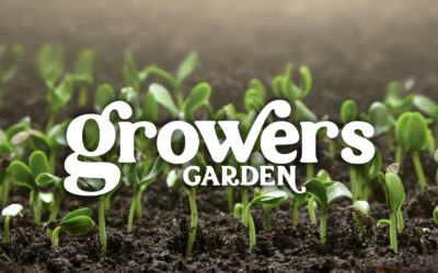 PermaBlitz Explained