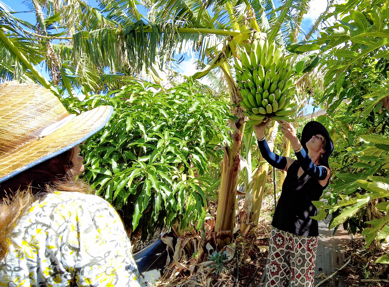 Growers Magazine - Maui Mango Mala Farm Growers Magazine - Maui Mango Mala Farm